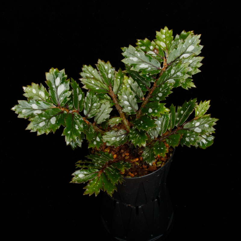 Begonia sp.  �� Papua New Guinea �ɡ�[ �٥��˥� sp. �ѥץ��˥塼���˥� ]���� PN260511-02 ��