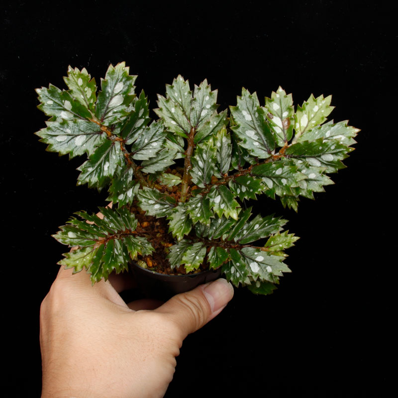 Begonia sp.  �� Papua New Guinea �ɡ�[ �٥��˥� sp. �ѥץ��˥塼���˥� ]���� PN260511-02 ��