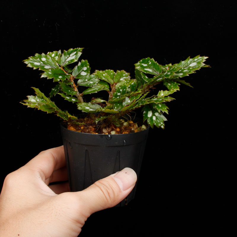 Begonia sp.  �� Papua New Guinea �ɡ�[ �٥��˥� sp. �ѥץ��˥塼���˥� ]���� PN260511-02 ��