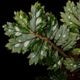 Begonia sp.  �� Papua New Guinea �ɡ�[ �٥��˥� sp. �ѥץ��˥塼���˥� ]���� PN260511-02 ��