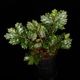 Begonia sp.  �� Papua New Guinea �ɡ�[ �٥��˥� sp. �ѥץ��˥塼���˥� ]���� PN260511-02 ��