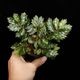 Begonia sp.  �� Papua New Guinea �ɡ�[ �٥��˥� sp. �ѥץ��˥塼���˥� ]���� PN260511-02 ��