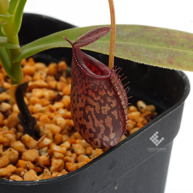 Nepenthes spectabilis x aristolochioides [ ネペンテス
