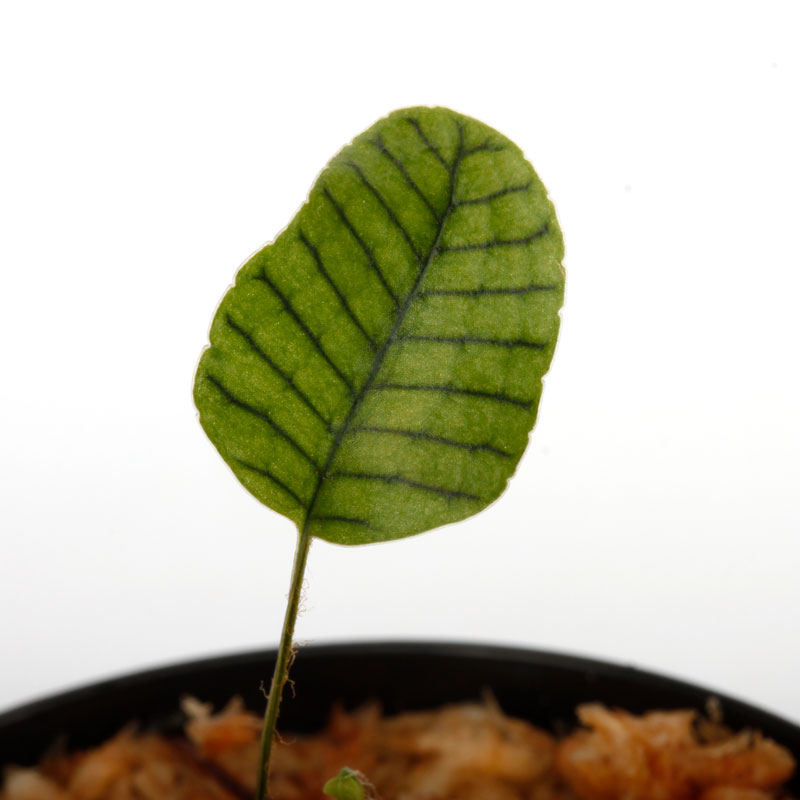 Selliguea murudensis [ セリゲア・ムルデンシス ] 【 PN241116-01