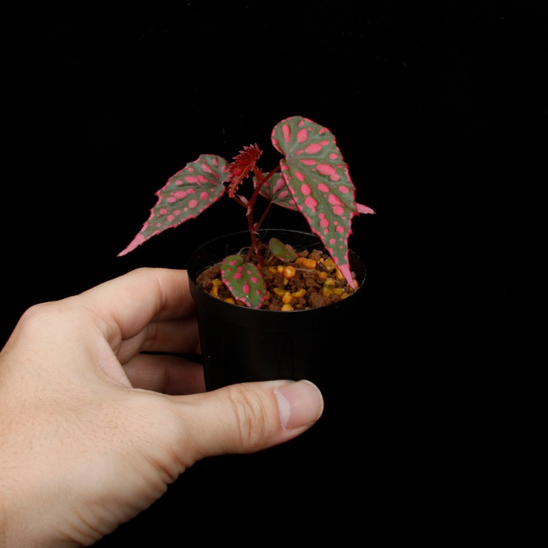 Begonia cv.  ZERONIA / ' AWAKEN '  [ XY-022 ]  �� ZERO PLANTS�ȼ��Υ٥��˥������ʼ� ��1�ݥå�