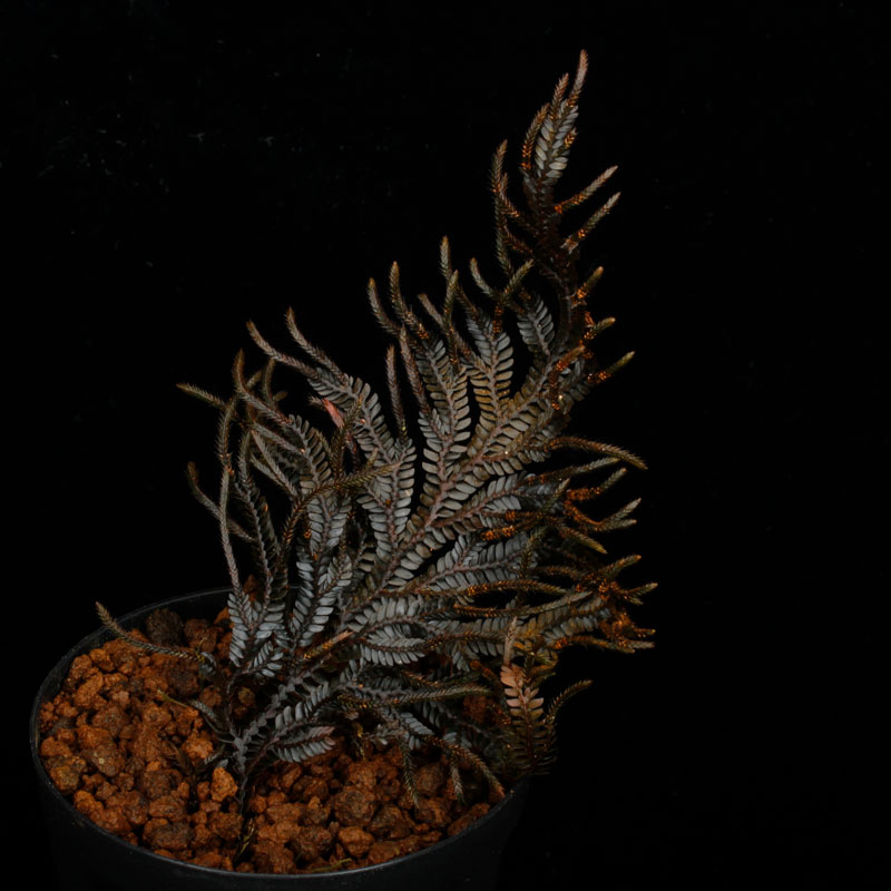 Selaginella sp. ' Davao, Mindanao '��[ ���饸�ͥ� sp. ' �ߥ���ʥ�����Х��� ' ]���� PN260511-04 ��