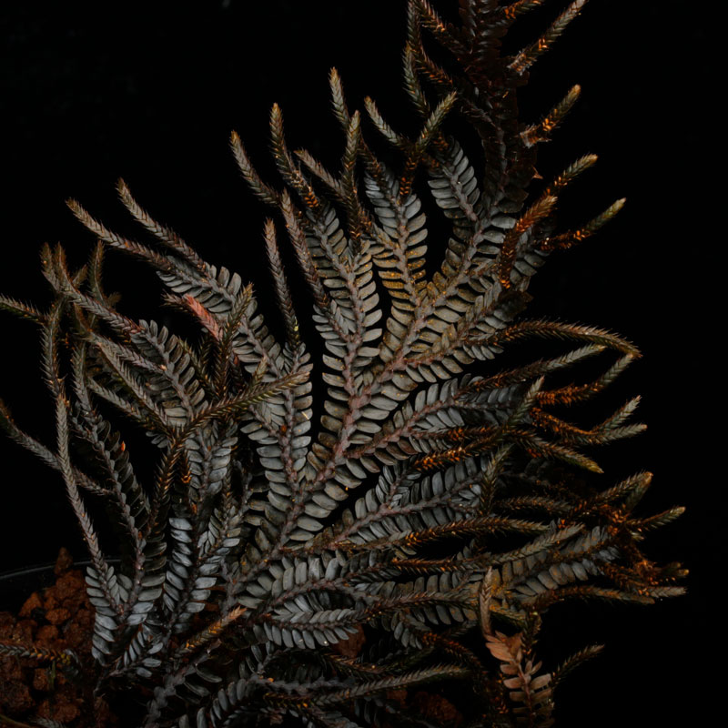 Selaginella sp. ' Davao, Mindanao '��[ ���饸�ͥ� sp. ' �ߥ���ʥ�����Х��� ' ]���� PN260511-04 ��