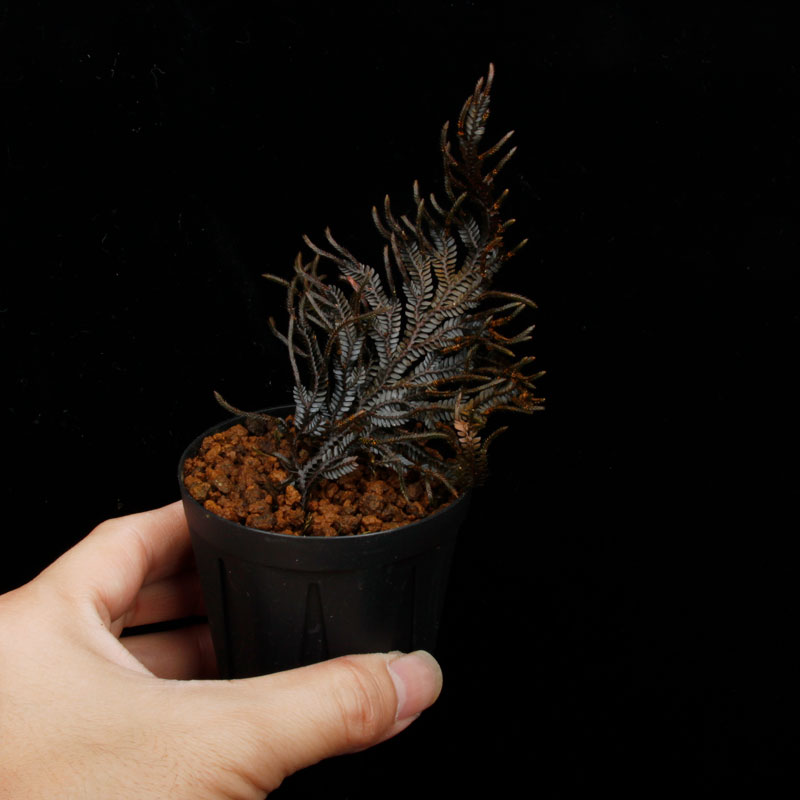 Selaginella sp. ' Davao, Mindanao '��[ ���饸�ͥ� sp. ' �ߥ���ʥ�����Х��� ' ]���� PN260511-04 ��