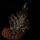 Selaginella sp. ' Davao, Mindanao '��[ ���饸�ͥ� sp. ' �ߥ���ʥ�����Х��� ' ]���� PN260511-04 ��