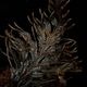 Selaginella sp. ' Davao, Mindanao '��[ ���饸�ͥ� sp. ' �ߥ���ʥ�����Х��� ' ]���� PN260511-04 ��