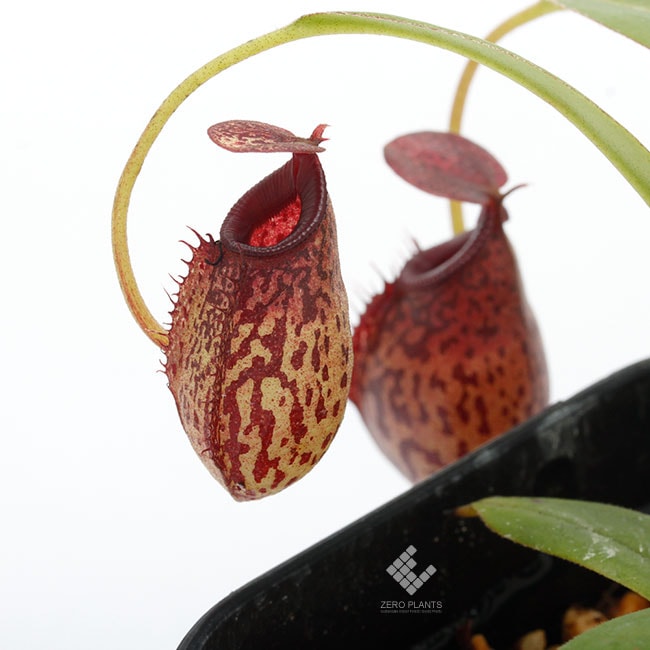 Nepenthes spectabilis x aristolochioides [ ネペンテス