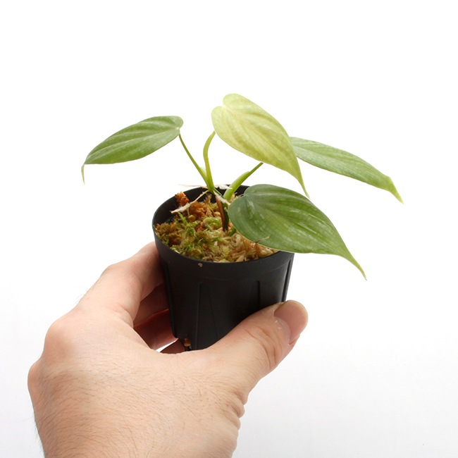 Philodendron sp.  [ �ե����ǥ�ɥ��� sp.  ]��1�ݥå�