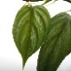 Philodendron sp.  [ �ե����ǥ�ɥ��� sp.  ]��1�ݥå�