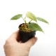 Philodendron sp.  [ �ե����ǥ�ɥ��� sp.  ]��1�ݥå�