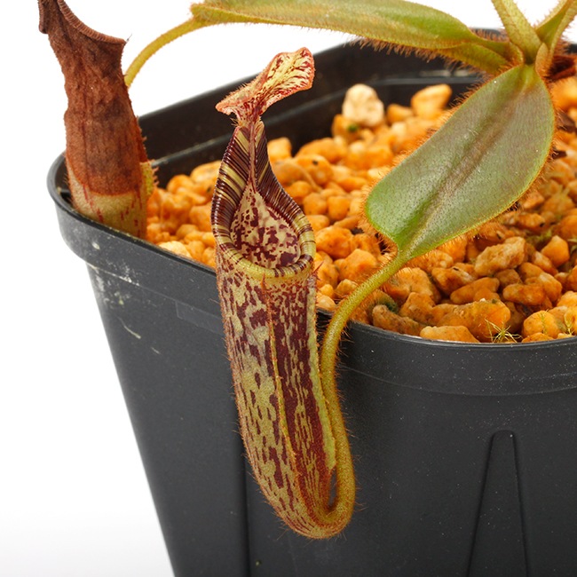 食虫植物N.mollis BE
(ネペンテス モーリス) Nepenthes mollis (N. hurrelliana) [ ネペンテス・モリス