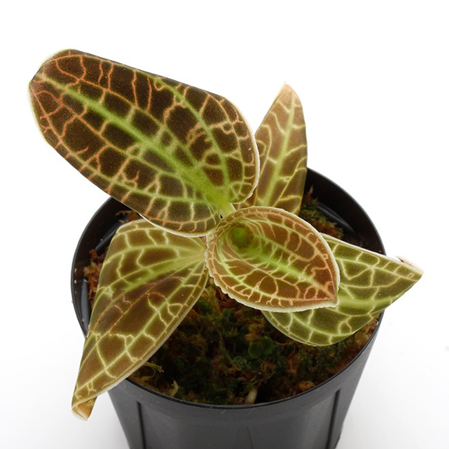 ジュエルオーキッド　マコデス　ペトラ　プラチナム３株セット 童仙房ナーセリー生産のジュエルオーキット マコデス