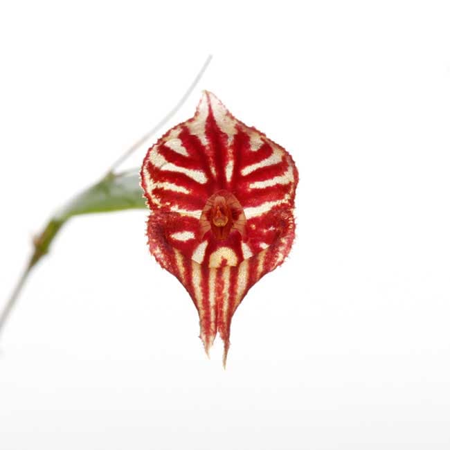 Lepanthes ejecta Luer & Hirtz 1987 レパンテス Lepanthes ejecta Luer & Hirtz 1987 レパンテス