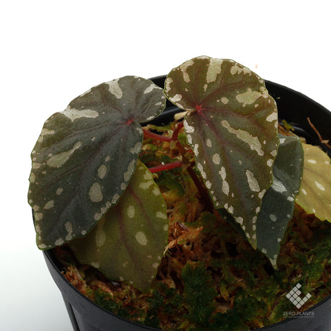 専用❣️Begonia Begonia sp. from Cao Bang [YH251019] TK | M・R・G・R