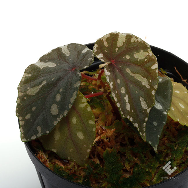 Begonia penrissenensis[ ٥˥ڥåͥ󥷥] PN181220-08 