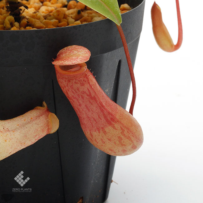 Nepenthes ventricosa [ ネペンテス・ベントリコーサ ] 【 Borneo