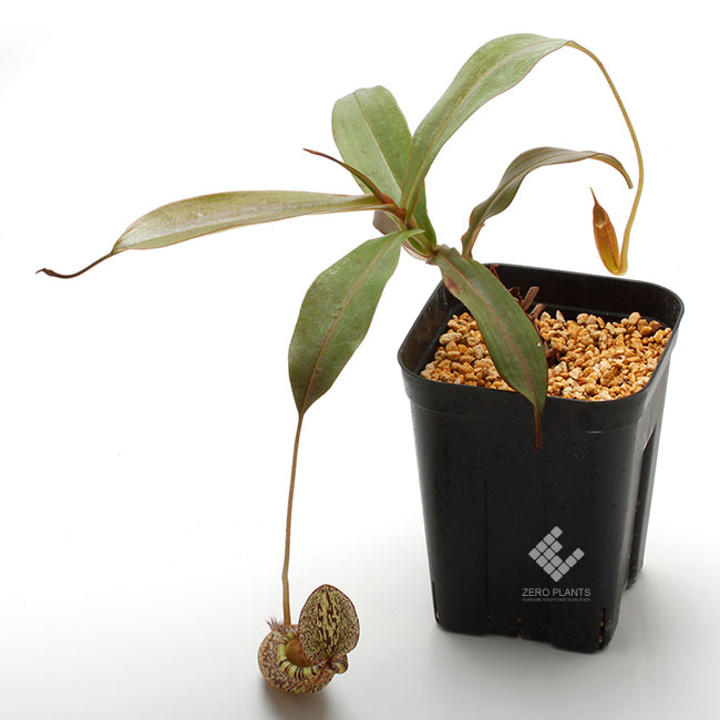 Nepenthes spectabilis (Gunung Bandahara, Sumatra)��[ �ͥڥ�ƥ������ڥ����ӥꥹ ]���� PN200106-14 ��