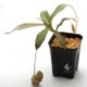 Nepenthes spectabilis (Gunung Bandahara, Sumatra)��[ �ͥڥ�ƥ������ڥ����ӥꥹ ]���� PN200106-14 ��