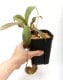 Nepenthes spectabilis (Gunung Bandahara, Sumatra)��[ �ͥڥ�ƥ������ڥ����ӥꥹ ]���� PN200106-14 ��