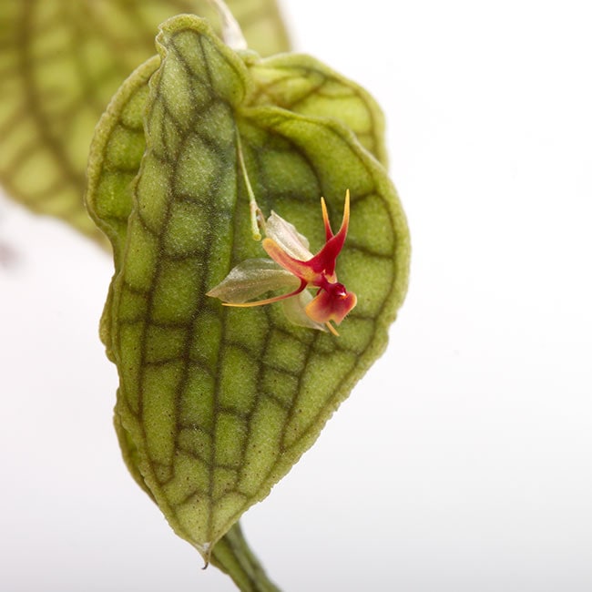 03/10 Lepanthes.saltatrix 花芽付き 熱帯植物 種 レパンテス 洋蘭