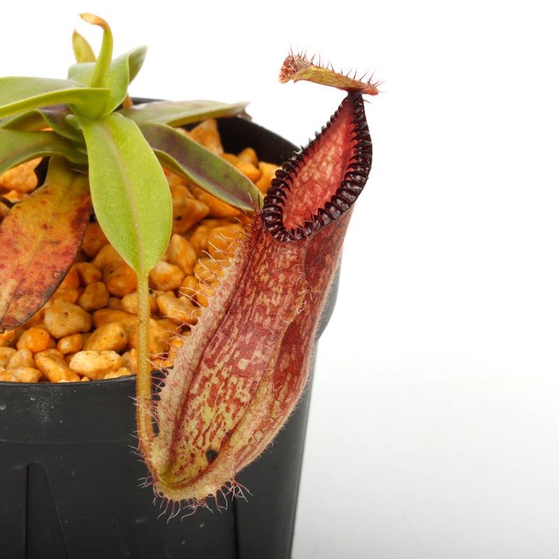 ネペンテス七種セット(宅急便発送) Nepenthes hamata / AW / Clone:01 [ ネペンテス・ハマタ