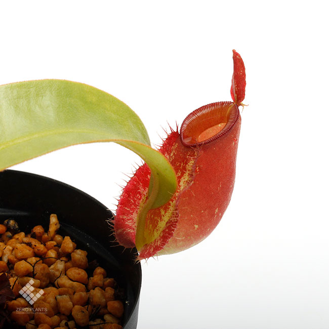 Nepenthes ampullaria " Red " ��[ �ͥڥ�ƥ�������ץ�ꥢ ]���� PN241012-04 ��