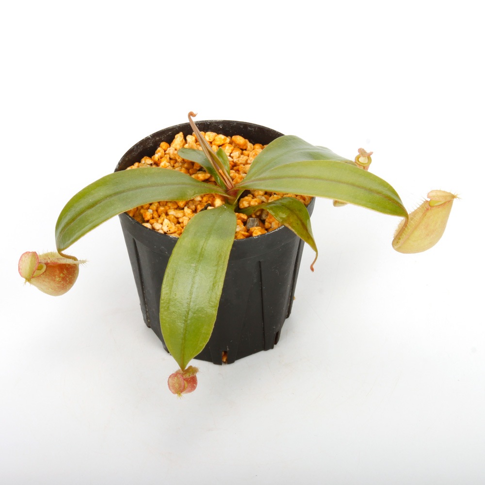 Nepenthes ampullaria " Red " ��[ �ͥڥ�ƥ�������ץ�ꥢ ]���� PN241012-04 ��