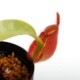 Nepenthes ampullaria " Red " ��[ �ͥڥ�ƥ�������ץ�ꥢ ]���� PN241012-04 ��