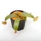 Nepenthes ampullaria " Red " ��[ �ͥڥ�ƥ�������ץ�ꥢ ]���� PN241012-04 ��