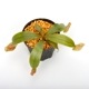 Nepenthes ampullaria " Red " ��[ �ͥڥ�ƥ�������ץ�ꥢ ]���� PN241012-04 ��