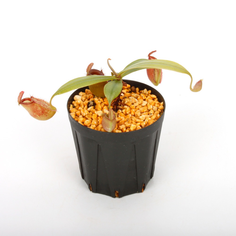 Nepenthes ampullaria " HARLEQUIN "��[ �ͥڥ�ƥ�������ץ�ꥢ "�ϡ��쥯������" ]���� Borneo Exotics / BE-3681 �ۡ� PN241012-05 ��