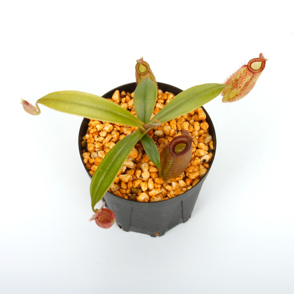 Nepenthes ampullaria " HARLEQUIN "��[ �ͥڥ�ƥ�������ץ�ꥢ "�ϡ��쥯������" ]���� Borneo Exotics / BE-3681 �ۡ� PN241012-05 ��