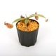 Nepenthes ampullaria " HARLEQUIN "��[ �ͥڥ�ƥ�������ץ�ꥢ "�ϡ��쥯������" ]���� Borneo Exotics / BE-3681 �ۡ� PN241012-05 ��