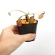 Nepenthes ampullaria " HARLEQUIN "��[ �ͥڥ�ƥ�������ץ�ꥢ "�ϡ��쥯������" ]���� Borneo Exotics / BE-3681 �ۡ� PN241012-05 ��