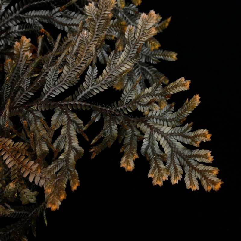 フィリピンのSelaginella sp. セラジネラ セラギネラ クラマゴケ 熱帯