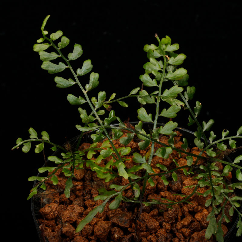Asplenium quitense [ �����ץ�˥��ࡦ�����ƥ� / ʣ������ ]�� ���Ƹ����ξ����������� �ۡ� PN260513-07 ��
