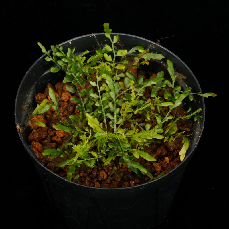 Asplenium quitense [ �����ץ�˥��ࡦ�����ƥ� / ʣ������ ]�� ���Ƹ����ξ����������� �ۡ� PN260513-07 ��