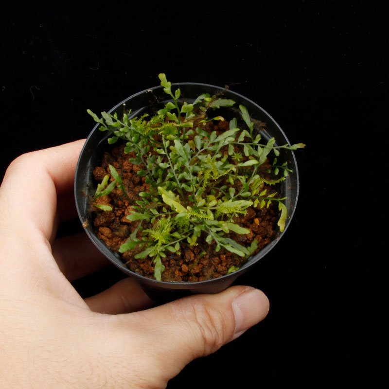 Asplenium quitense [ �����ץ�˥��ࡦ�����ƥ� / ʣ������ ]�� ���Ƹ����ξ����������� �ۡ� PN260513-07 ��