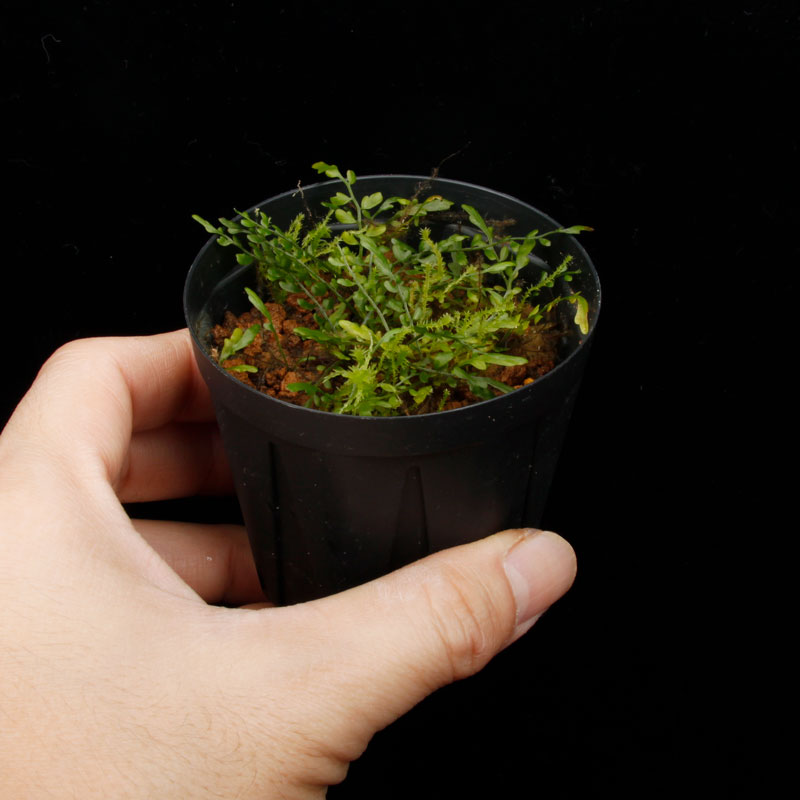 Asplenium quitense [ �����ץ�˥��ࡦ�����ƥ� / ʣ������ ]�� ���Ƹ����ξ����������� �ۡ� PN260513-07 ��