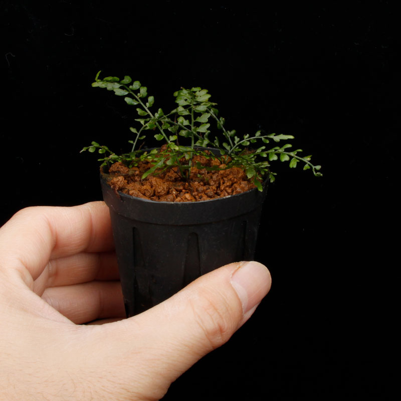 Asplenium quitense [ �����ץ�˥��ࡦ�����ƥ� / ʣ������ ]�� ���Ƹ����ξ����������� �ۡ� PN260513-07 ��