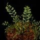 Asplenium quitense [ �����ץ�˥��ࡦ�����ƥ� / ʣ������ ]�� ���Ƹ����ξ����������� �ۡ� PN260513-07 ��