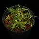 Asplenium quitense [ �����ץ�˥��ࡦ�����ƥ� / ʣ������ ]�� ���Ƹ����ξ����������� �ۡ� PN260513-07 ��