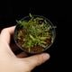 Asplenium quitense [ �����ץ�˥��ࡦ�����ƥ� / ʣ������ ]�� ���Ƹ����ξ����������� �ۡ� PN260513-07 ��