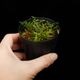 Asplenium quitense [ �����ץ�˥��ࡦ�����ƥ� / ʣ������ ]�� ���Ƹ����ξ����������� �ۡ� PN260513-07 ��