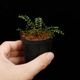 Asplenium quitense [ �����ץ�˥��ࡦ�����ƥ� / ʣ������ ]�� ���Ƹ����ξ����������� �ۡ� PN260513-07 ��