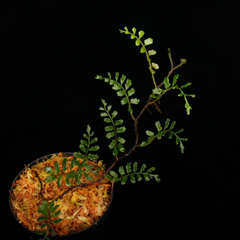 Lomagramma sp." Negros Island "[ ޥ sp. " ͥ " ] PN250626-08 